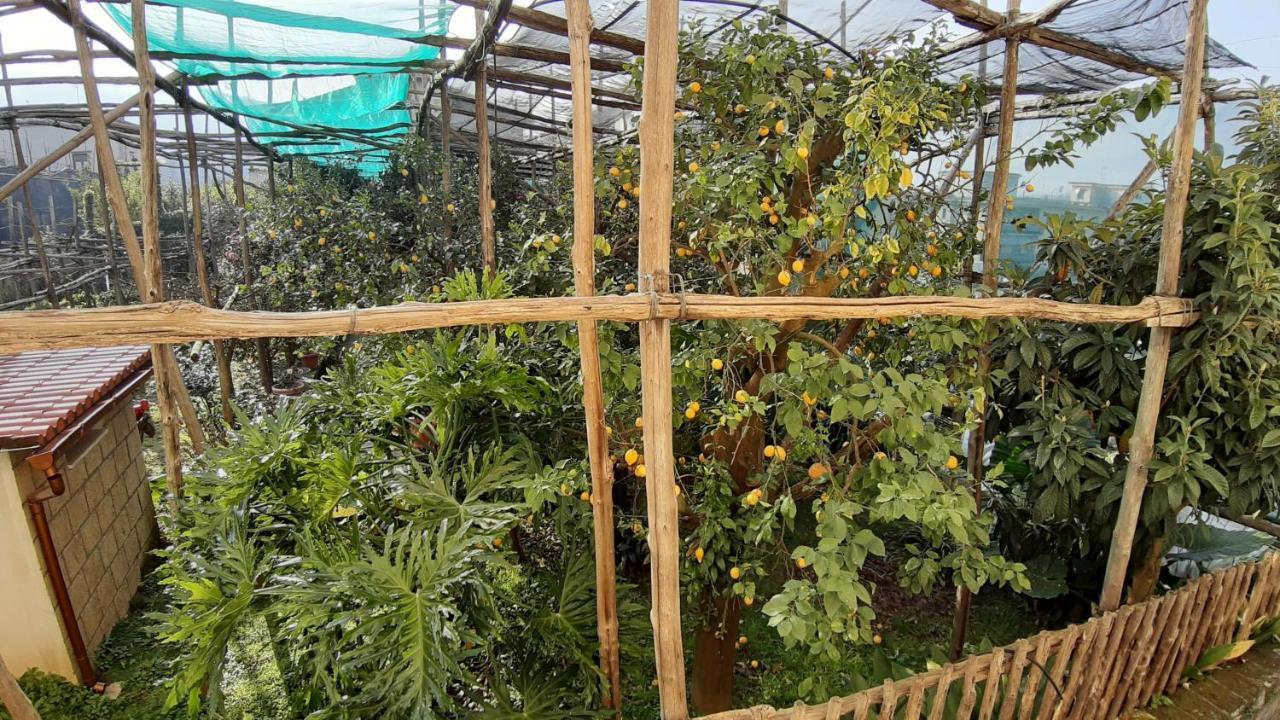 Mamma Lucia Villa Sorrento Eksteriør bilde